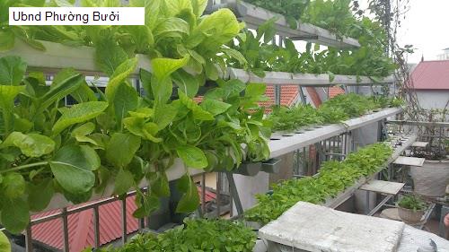 Ubnd Phường Bưởi