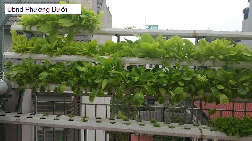 Ubnd Phường Bưởi