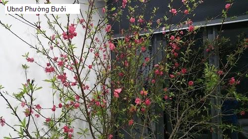 Ubnd Phường Bưởi