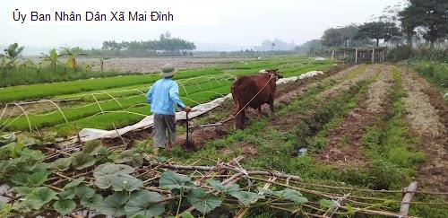 Ủy Ban Nhân Dân Xã Mai Đình