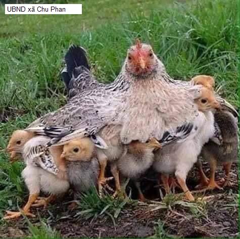 UBND xã Chu Phan
