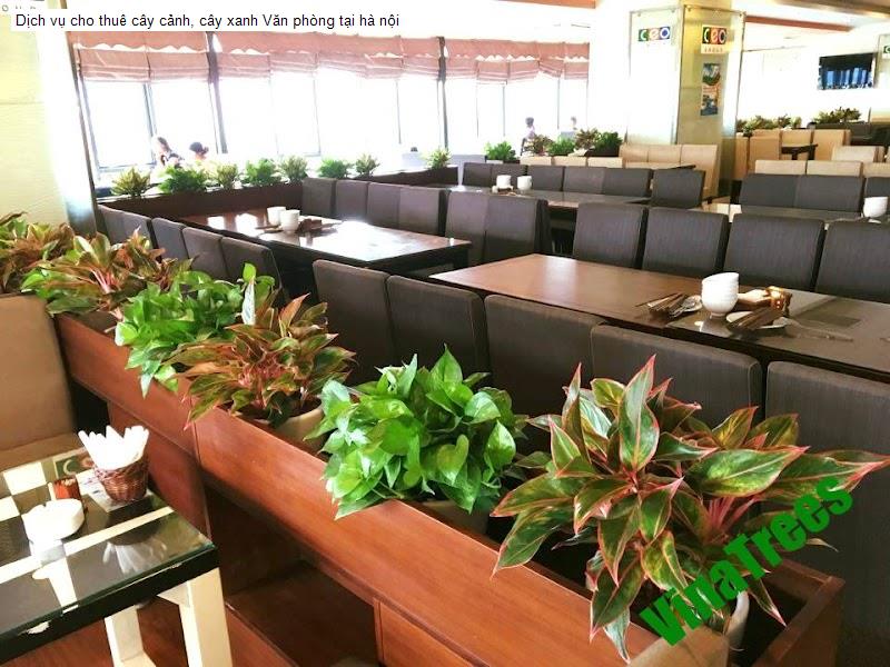 Dịch vụ cho thuê cây cảnh, cây xanh Văn phòng tại hà nội