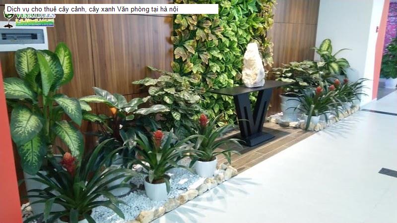 Dịch vụ cho thuê cây cảnh, cây xanh Văn phòng tại hà nội