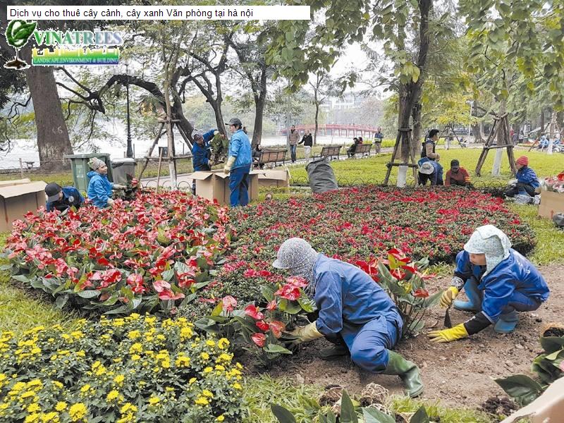 Dịch vụ cho thuê cây cảnh, cây xanh Văn phòng tại hà nội