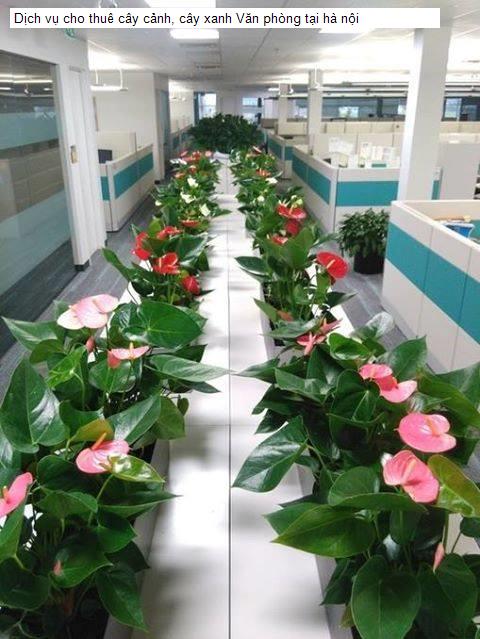 Dịch vụ cho thuê cây cảnh, cây xanh Văn phòng tại hà nội