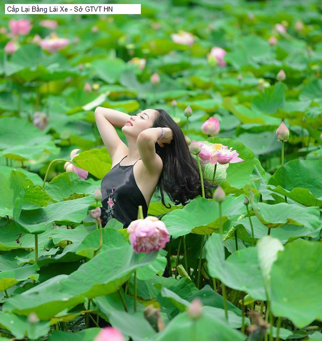 Cấp Lại Bằng Lái Xe - Sở GTVT HN