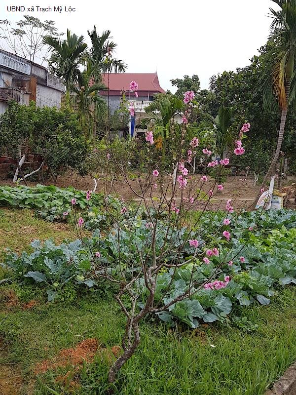 UBND xã Trạch Mỹ Lộc
