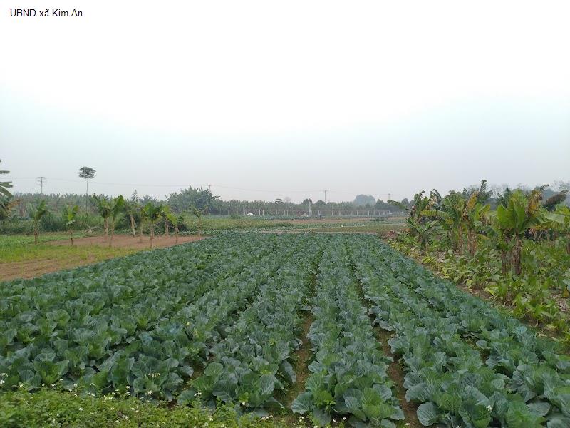 UBND xã Kim An